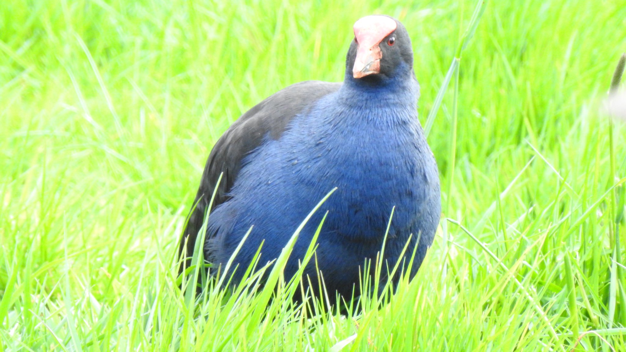 Vova鳥 Na Twitteru N28 Pukeko セイケイ Nzにはこのプケコという鳥と 姿がとても似ているtakahe タカヘ という鳥がいる プケコは飛ぶことができるが あまり飛んでいる姿は見かけず 水かきがついていないにも関わらず泳ぐの Vova鳥 Na Twitteru N28 Pukeko セイケイ Nzにはこのプケコという鳥と 姿がとても似ているtakahe タカヘ という鳥がいる プケコは飛ぶことができるが あまり飛んでいる姿は見かけず 水かきがついていないにも関わらず泳ぐの