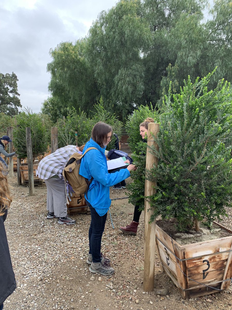 TreeLadyLisa's tweet image. UCLA Land Arch Students Touring @BrightView  Nursery in Fillmore (300 acres) and learning about how trees truly grow @LandArch_UCLAx