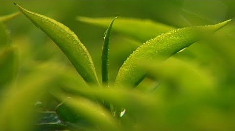 ItsMePriyas07's tweet photo. Munnar is beautiful than ever
#keralatourism #IncredibleIndia #exploremunnar #KeralaIsOpen #Kerala #munnar #beatifulmunnar #Munnarteagarden #munnarisopen #comeoutandplay https://t.co/6Ult6TdRGG