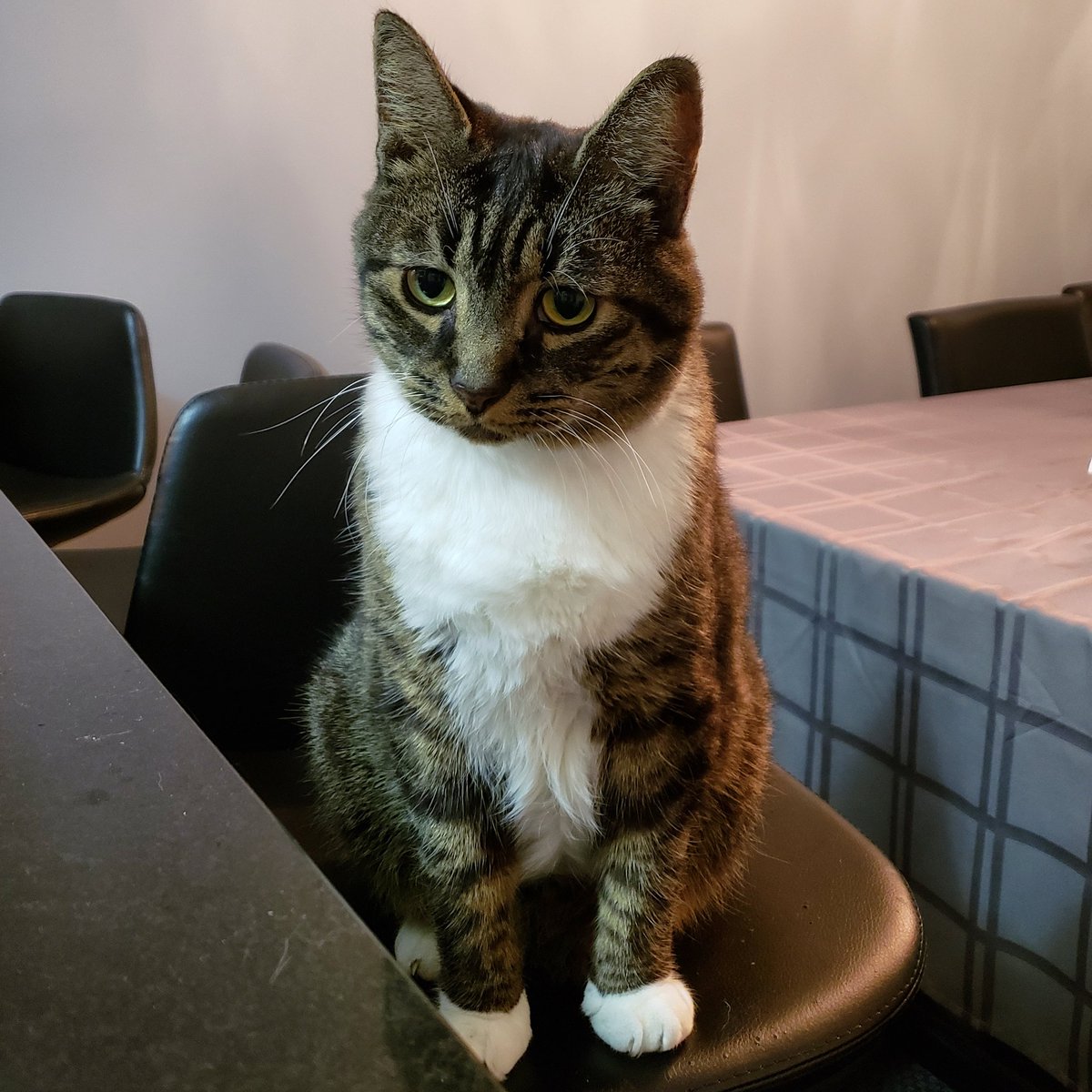 "If you have good thoughts they will shine out of your face like sunbeams and you will always look lovely." #TheTwits #RoaldDahl #whiskerwednesday #loganthemanx