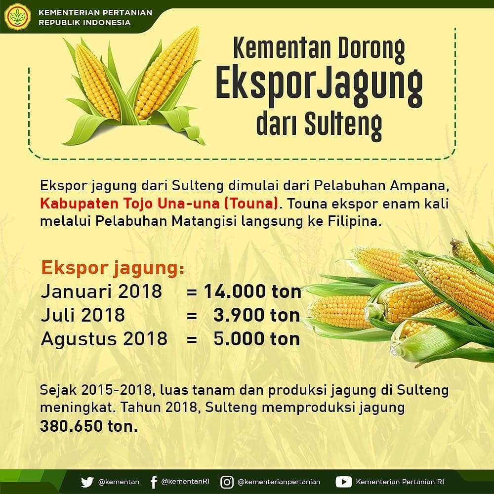 SIMANPUSAT's tweet photo. Sahabat #simans, jadi berkat dukungan pemerintah, produksi jagung kita pada semester pertama tahun 2018 meningkat hingga 19 juta ton. Surplus produksi jagung ini dimanfaatkan pemerintah untuk mengekspor pasokan jagung guna menjaga keseimbangan pasar. Mantap kan
#swasembadajagung https://t.co/QsdUILfXpy