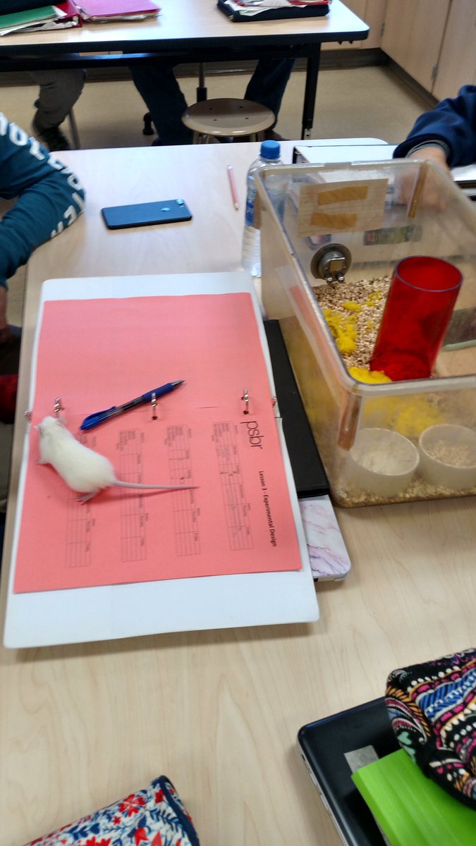 Mrs.Thoman tweet media