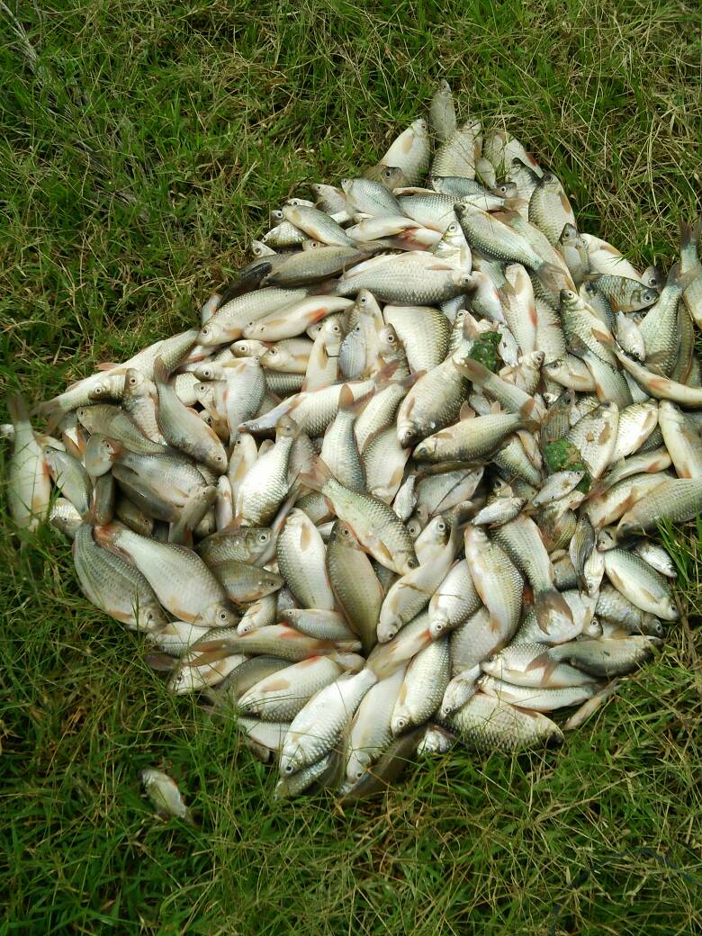 NazreeSahbudin's tweet photo. Orang lepih kata ikan naik lik @musimhujan https://t.co/9cl7AUBvCW