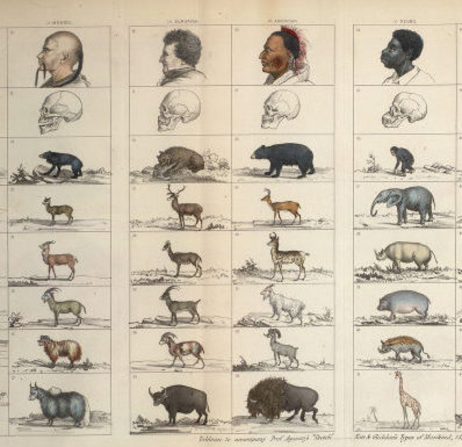 next lie and this is where science comes in (ﾉ◕ヮ◕)ﾉ*:・ﾟ✧it's called scientific racism!this image is from Nott & Giddon's Types of Mankind from 1854  #bloodparks