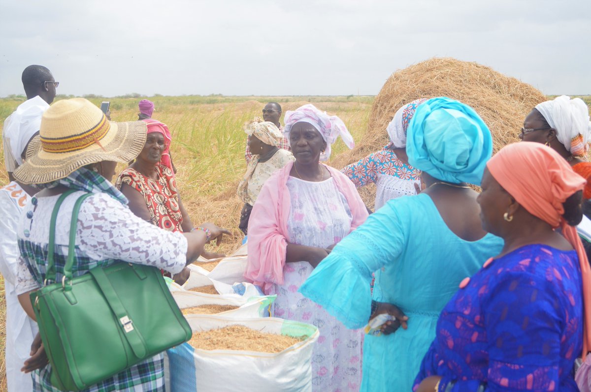 unwomenafrica's tweet photo. Under the AgriFed program, UN Women #Senegal empowers women farmers through training and improved access to assets. When they have the adequate skills &amp; opportunities, #RuralWomen can unleash their potential and achieve #ZeroHunger for their communities.
#WorldFoodDay 🍉🌱🌽 https://t.co/jRuGy1NTk5
