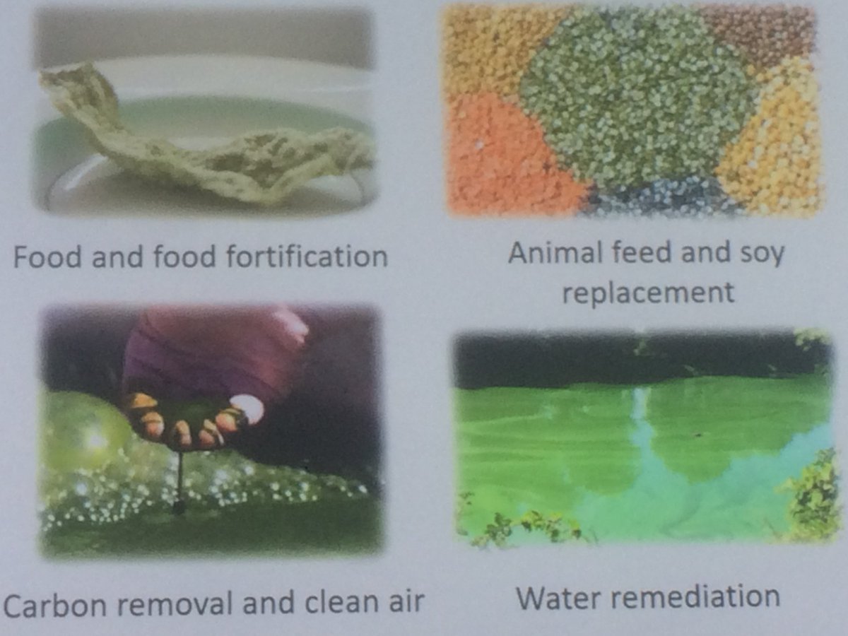 algaeindustry's tweet image. The 3rd day of the Algae Biomass Summit kicked off with a focus on algae's role in the new carbon economy. Let's go carbon negative! #algae2018