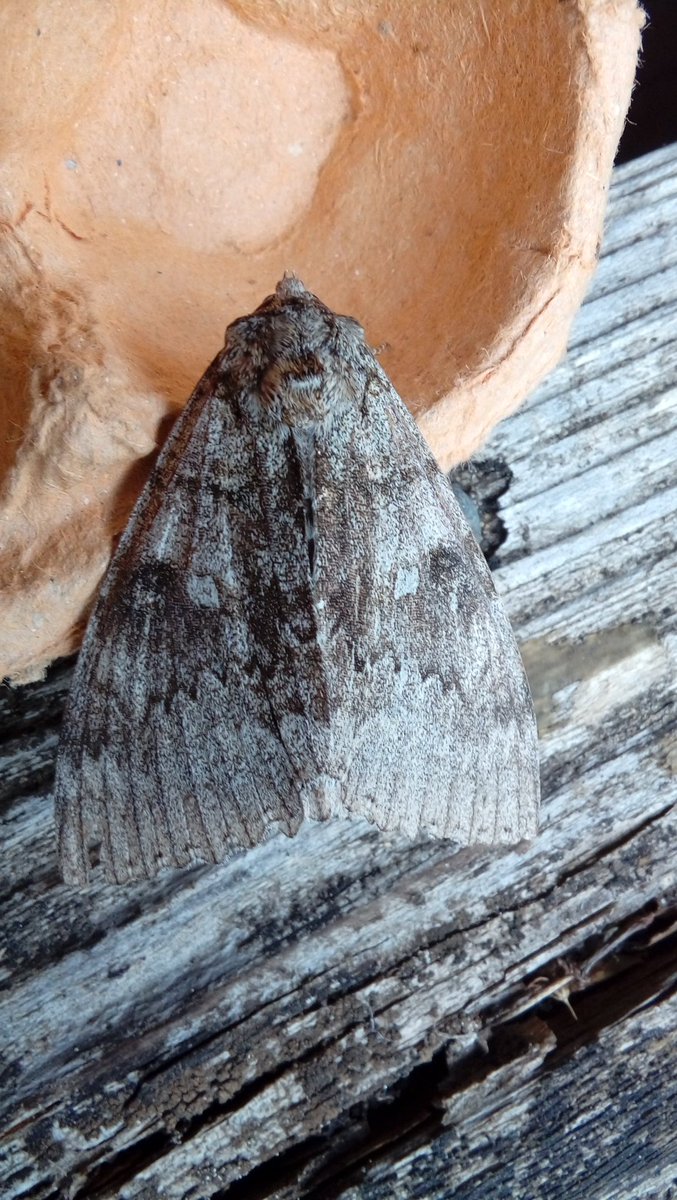 HIWWTConservation (@hiwwtconserve) on Twitter photo Clifden nonpareil aka blue underwing in #BlashfordLakes moth trap today #moths <a href="/HIWWTConserve/">HIWWTConservation</a> <a href="/wessexwater/">Wessex Water</a> <a href="/newforestdc/">New Forest District Council</a> <a href="/SouthWestWater/">South West Water</a> Clifden nonpareil aka blue underwing in #BlashfordLakes moth trap today #moths <a href="/HIWWTConserve/">HIWWTConservation</a> <a href="/wessexwater/">Wessex Water</a> <a href="/newforestdc/">New Forest District Council</a> <a href="/SouthWestWater/">South West Water</a>