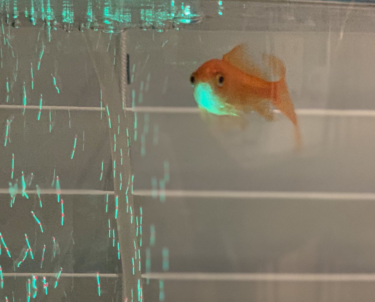 Ian_A_MacDonald's tweet photo. I took a pic of Jerry the driveway fish with portrait mode on my iPhone X. It really changed his look. #GoJerry #TeamMacDonald #ImHisAgent https://t.co/7SRKGmbAxR
