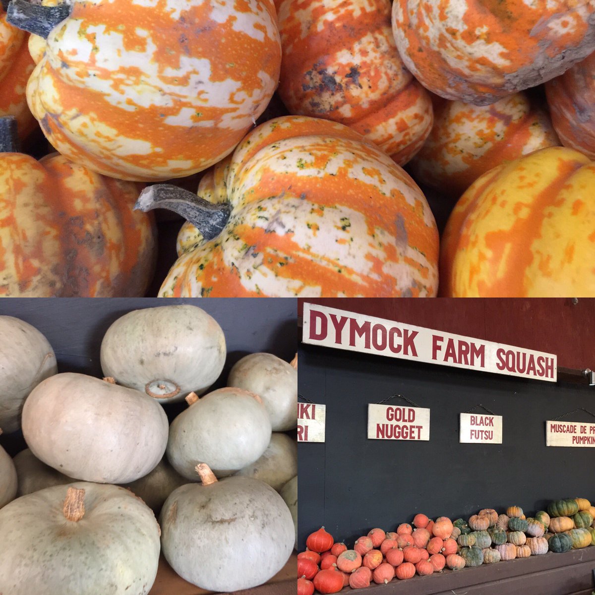 DymockFarm's tweet photo. Fabulous selection of Dymock Grown Squash available at the Farm Shop #dymockfarm #localproduce https://t.co/ht41kZK3nJ