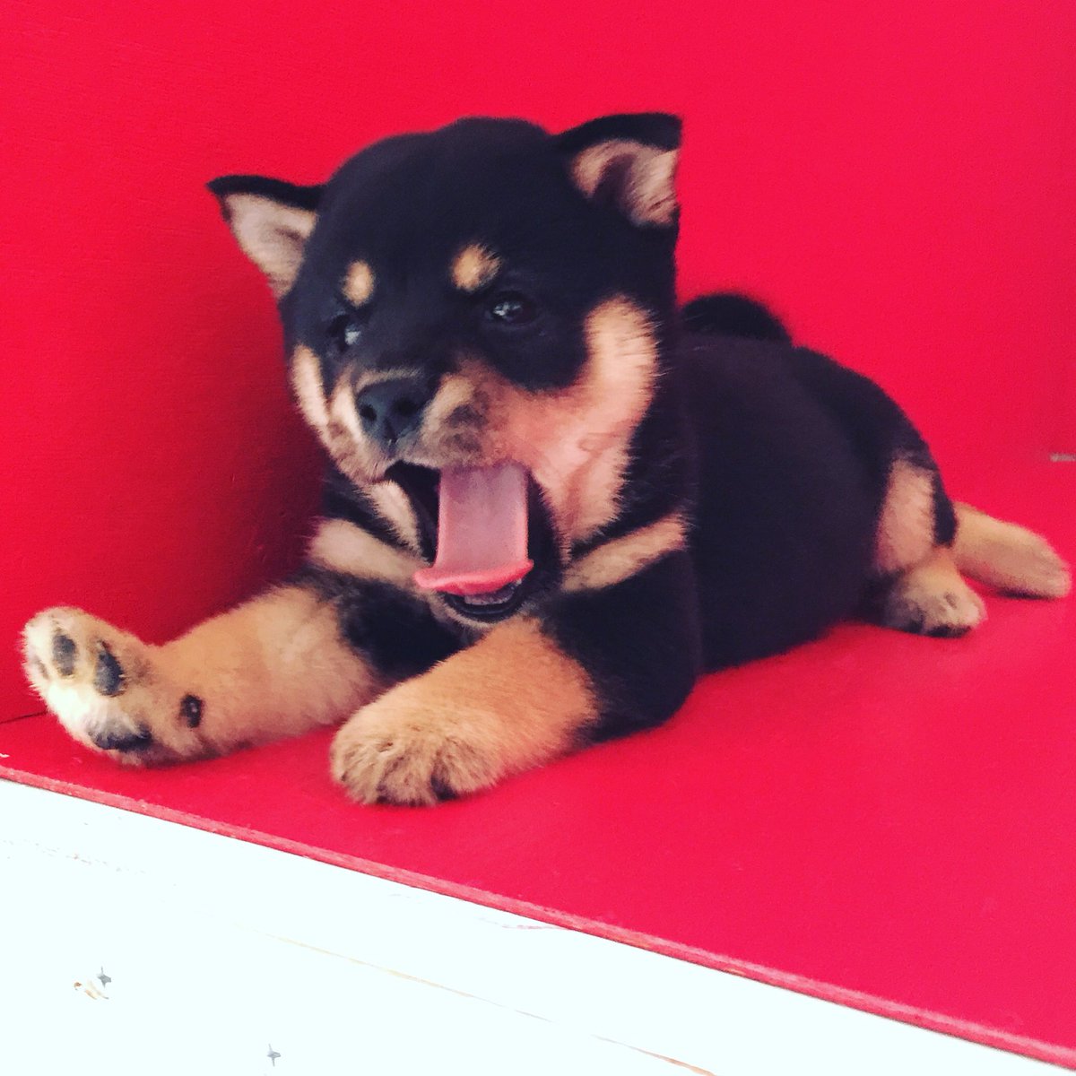 sudadogfarm's tweet image. #yaaawn 
#shibainubreeders
#shibainu
#shiba
#shibastagram
#shibadog
#shibamania
#shibalove
#shibagram
#japan
#breeder
#shibasnap
#shibainupuppy 
#dogsofinstaworld
#japanesedog
#cute
#kawaii
#yawn