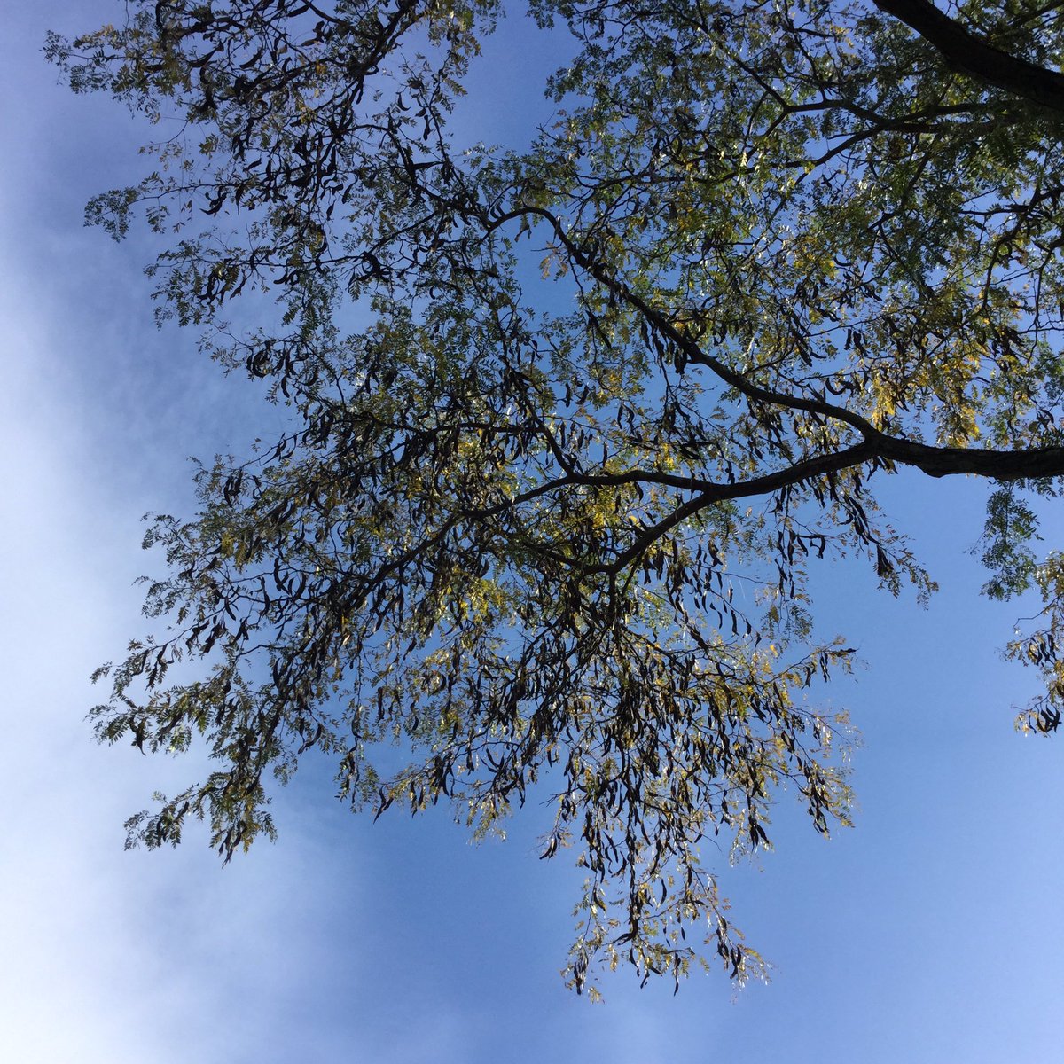 bisbyear1's tweet photo. #sense I spy with my little eyes #trees #seeds #Mushroom #leaves @BISB_School @ShowaBoston #nature #walk #outdoorclassroom @NAEducation #NewEngland #jamaicaplain #boston #arborway #Boston #style https://t.co/RyItvDFmYW