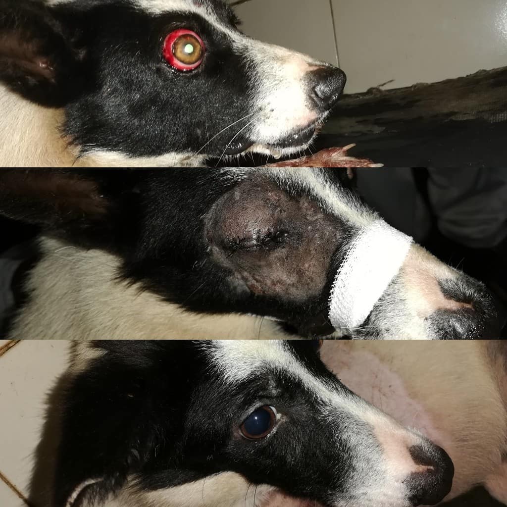 GoaWvs's tweet photo. This dog was brought in by Mission Rabies team,he had a severely injured eye &amp; leg caused by a vehicular accident.The vets carried out a tarsorrhaphy &amp; an amputation of the limb.The surgery was successful &amp; with daily care, the eye has healed &amp; the dogs doing fine on its 3 legs https://t.co/qKpreJJA3w
