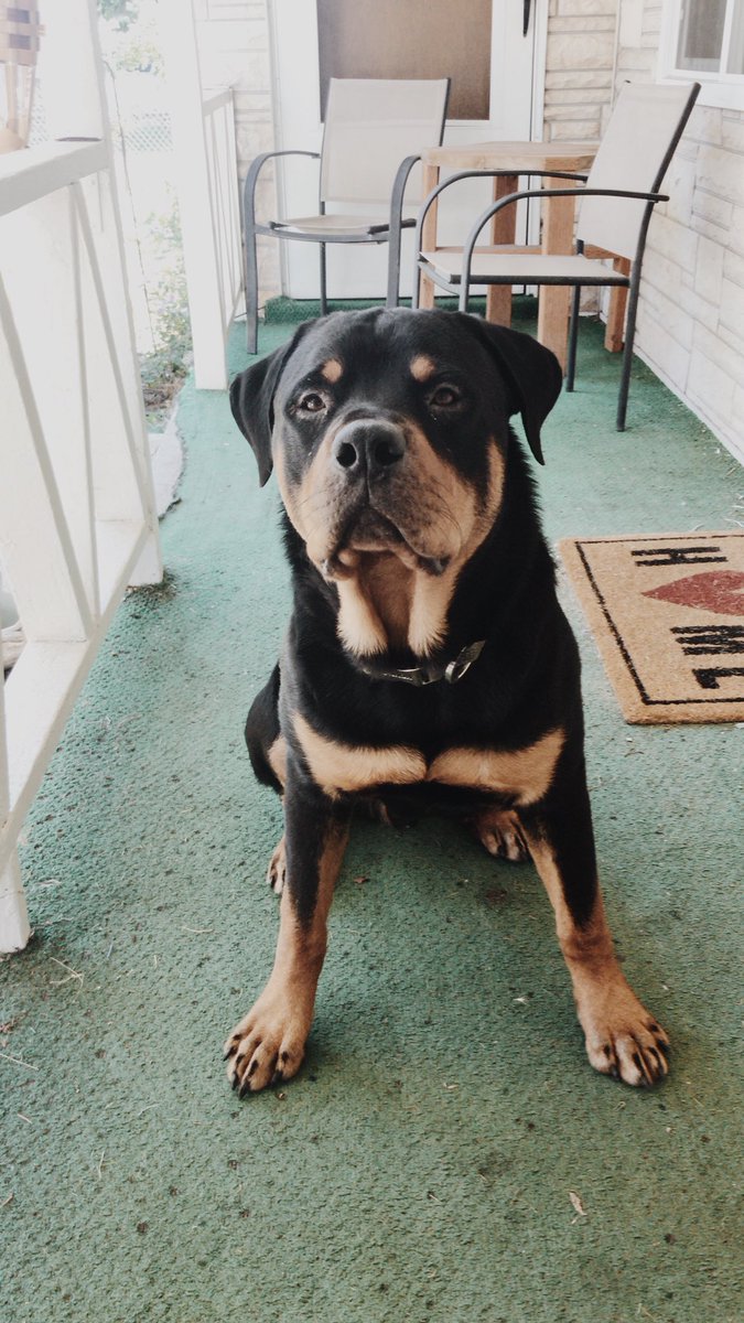 justingroach's tweet image. Get a Rottweiler. You won’t regret it😈