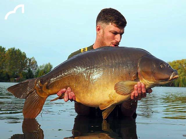 Spotted Fin tweet media