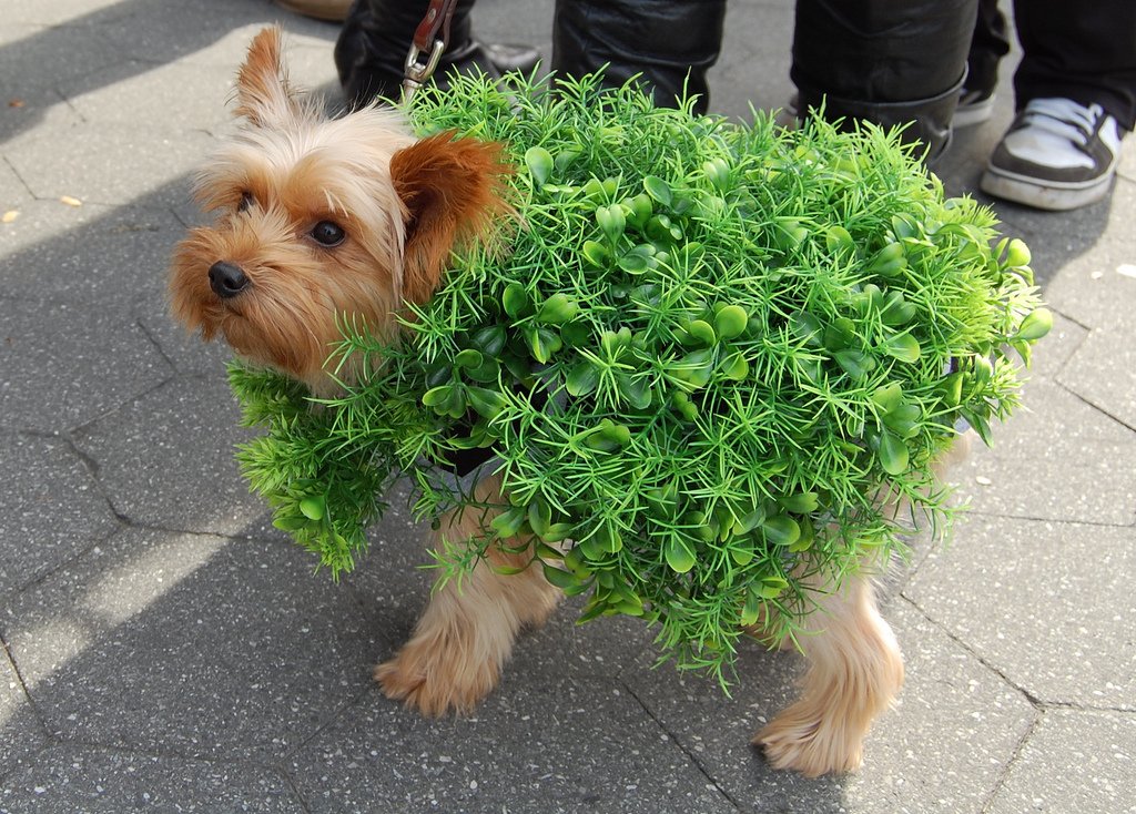 Halloween is approaching and our dogs love to join in the fun! Is this costume scary enough though?