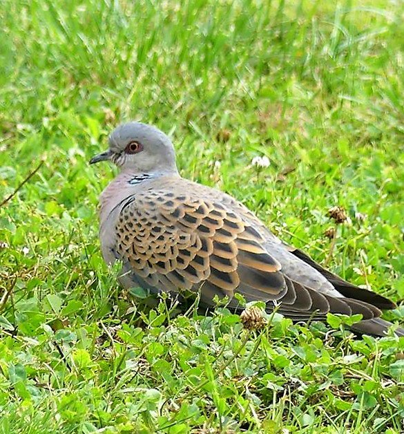 A London Pigeon On Twitter Mt Minet Martine Martineminet Tourterelle Des Bois Streptopelia Turtur Turtle Dove