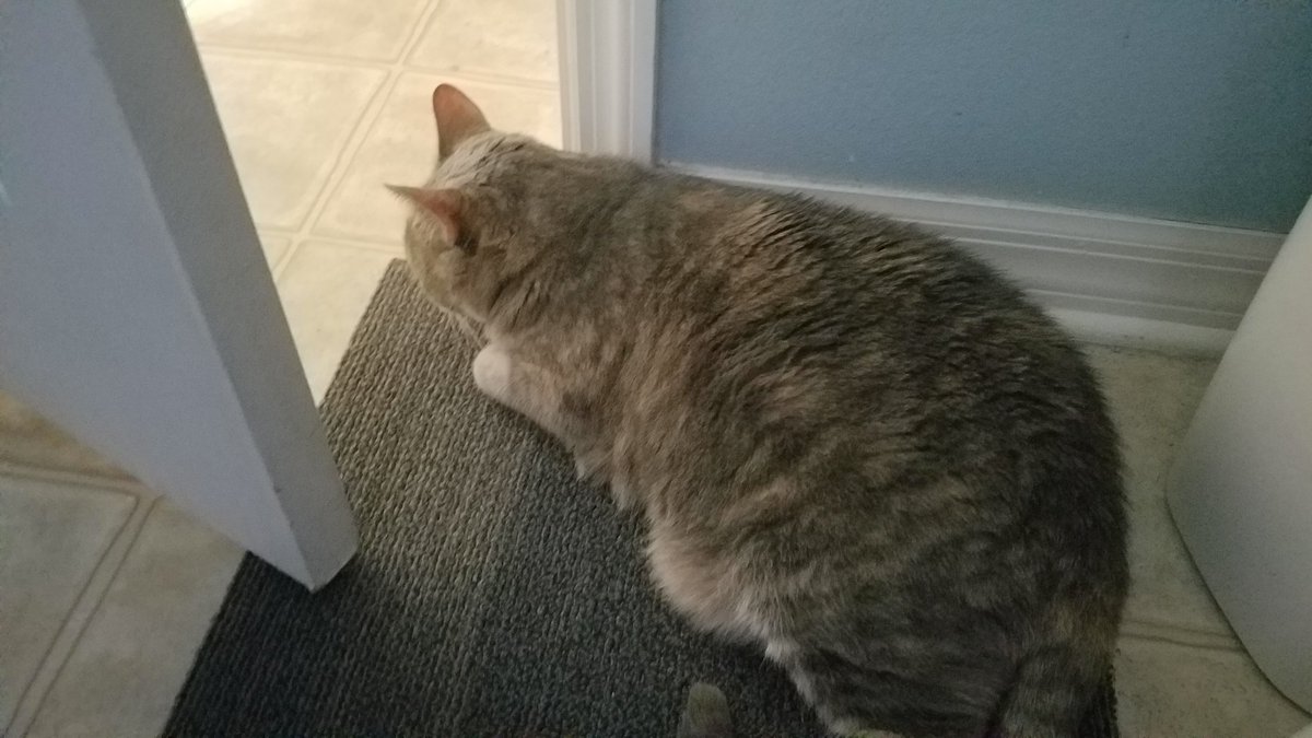 BestCatArwyn's tweet photo. #BestCatInTraining is keeping watch at the door while I stick close by. We make a good team and make Momma feel a little better. https://t.co/JCfbPzbvrm