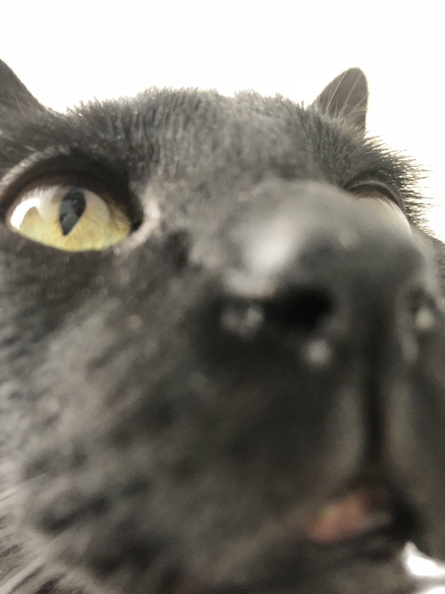 CatfecitoGazzu's tweet photo. It’s No secret: we ❤️ black cats. https://t.co/6Nl1Vtzc0Q