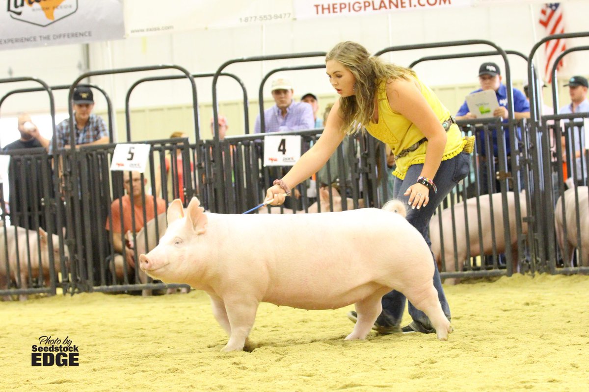 NationalSwine's tweet photo. How about a #PorkFact for your Wednesday? Did you know that each year the #NSR records approximately 32,000 litters of pigs? While half of those litters are showpigs that #NJSA members can show, the other approximate 16,000 litters are pigs from commercial & international farms. https://t.co/xKmKlKmf4E