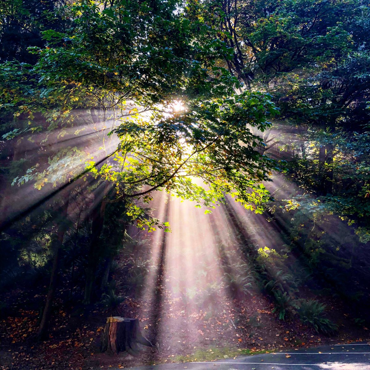 Five_9_Media's tweet photo. Went looking for an errant humpback whale for @KIRO7Seattle and instead I found this view of #Fall sunlight through the fog and trees along #fivemiledrive @metparkstacoma @PtDefianceZoo this morning https://t.co/NPLglIDLC0