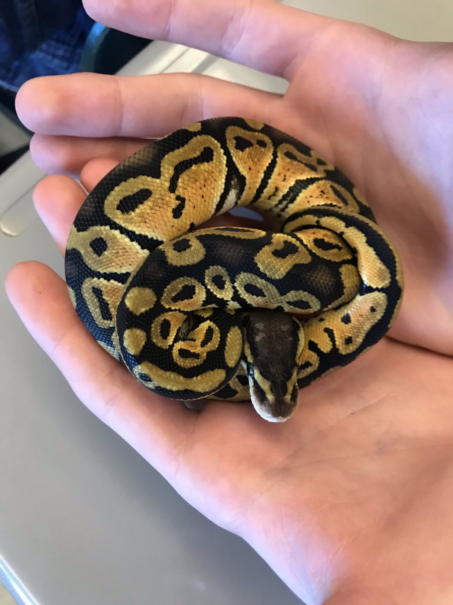 mrsgeist's tweet photo. AP Environmental Science learned about reptiles characteristics and genetics today and had the opportunity to interact with these incredible creatures! π’πππ¦ #Science #animals #reptiles #handsonlearning #herpetology #apes #makingconnectionsintheclassroom https://t.co/iLmF0KwzbZ