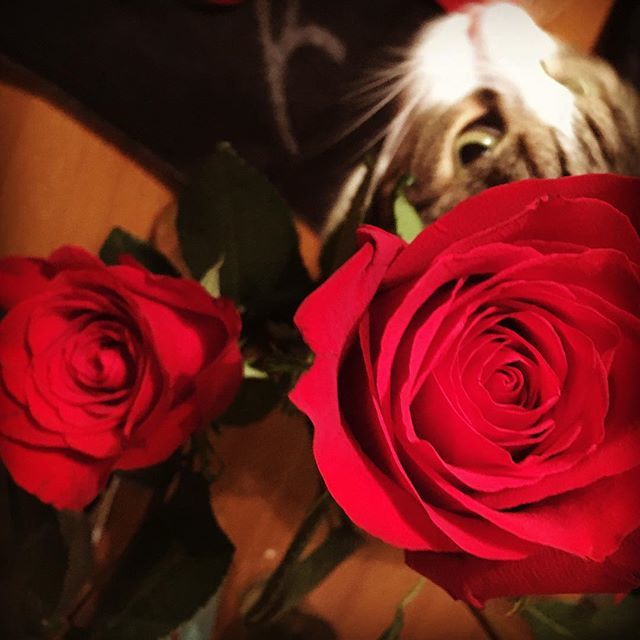 GiuliaSpallino's tweet photo. My love 🌹 #mylove #thankyou #happybirthdaytome #family #love https://t.co/36UKfpnO44