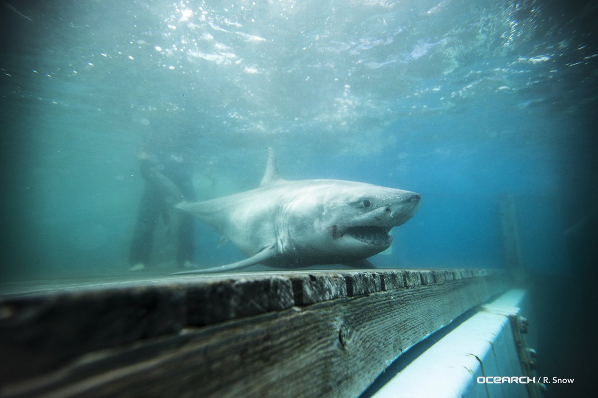 OCEARCH tweet media