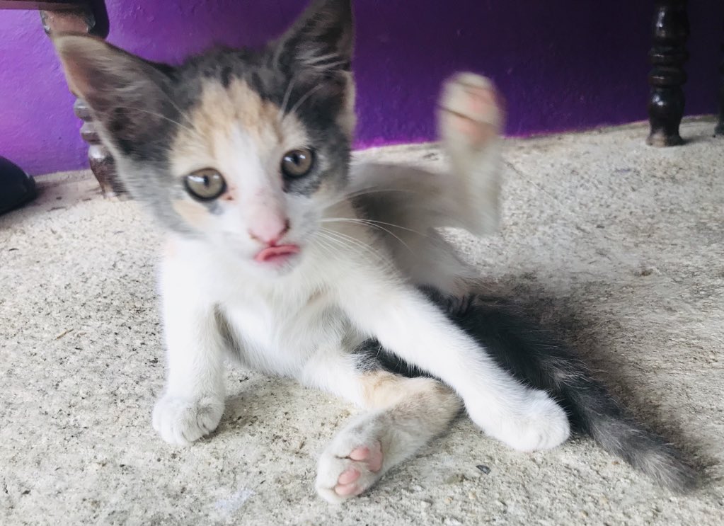 SLFTK's tweet photo. #EllenRateMyCat #CatWeek Can you name her?? @TheEllenShow https://t.co/Yji67NPeJE