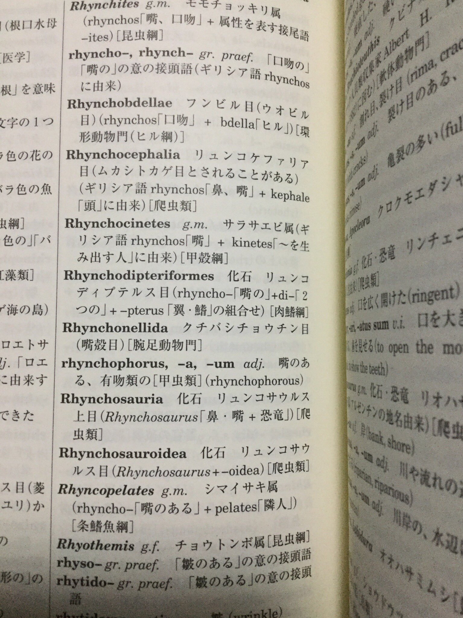るてるて 動物学ラテン語辞典 にrhyncho の用例たくさん出てた T Co Xant19ipcd Twitter