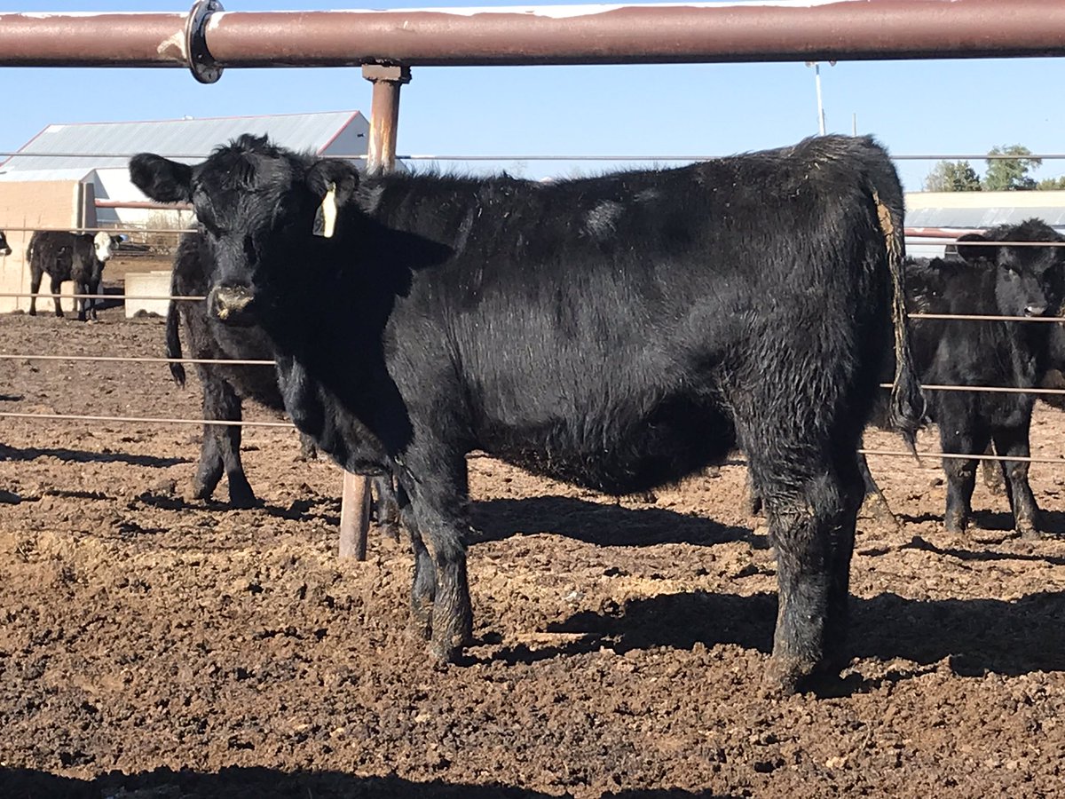 WagonWheelAngus's tweet photo. @SelectSiresBeef A really nice Comrade daughter from the same New Day 454 mother.#WagonWheelRanch https://t.co/T5bDJoZuRm