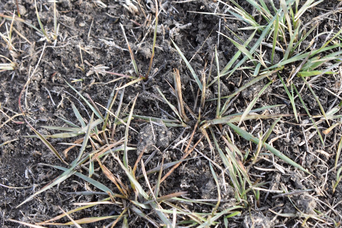 mehrielphoto10's tweet photo. intricate picture of the grass and soil?
#photo10 https://t.co/NO95GDeKZn