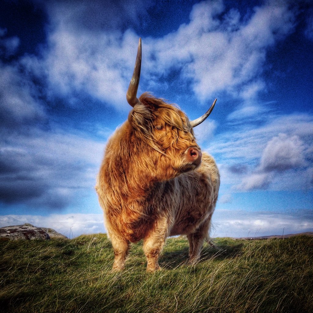 frenchscotjeff's tweet photo. A beautiful day on the croft today...
#Scotland #OuterHebrides #ScotlandIsNow #Autumn #WeatherReady #coo #coosdayeveryday #StormHour #countrylife #sunshineishome #jefinuist https://t.co/8RvFpdOL80