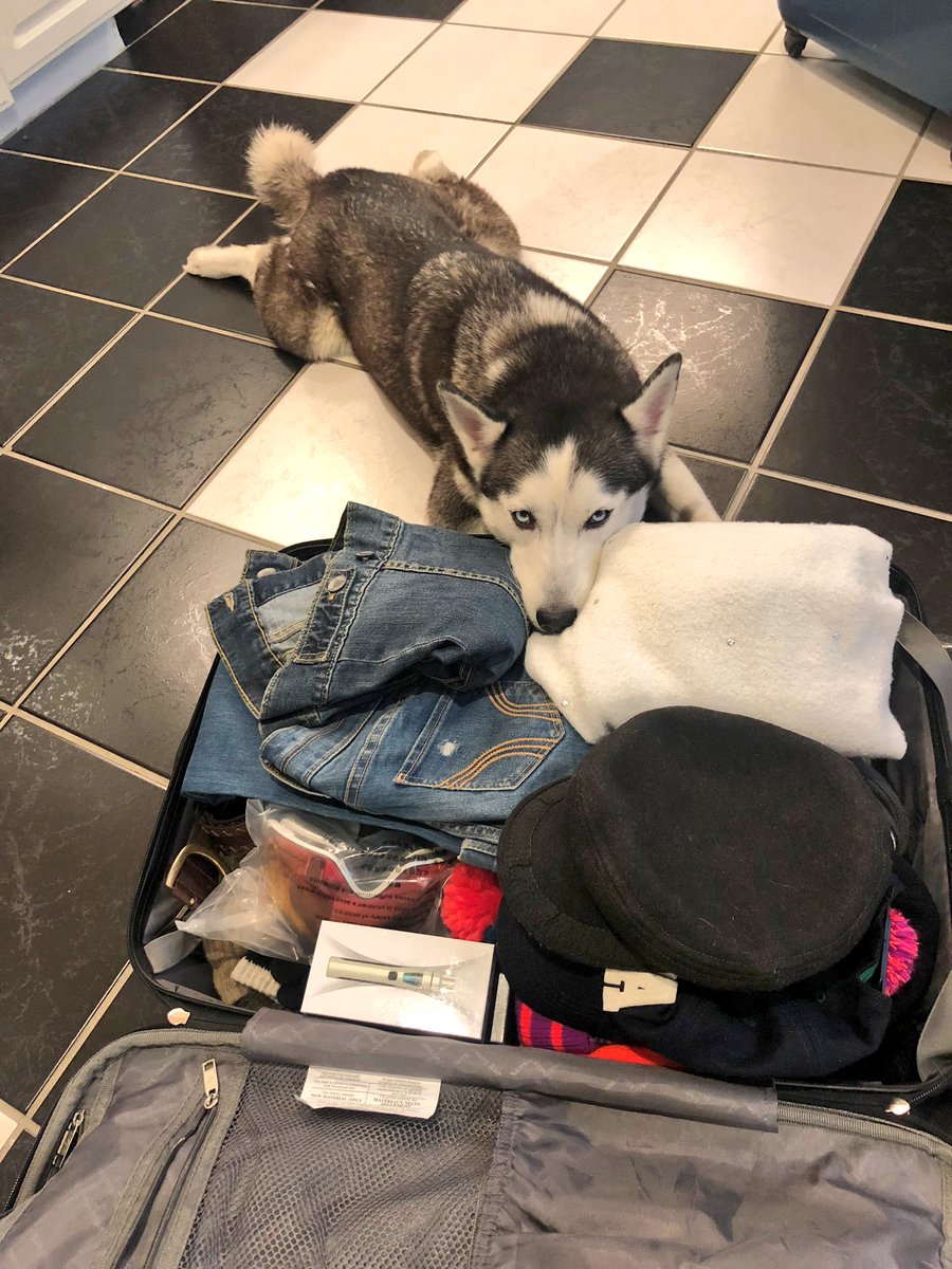 PepitaCorona's tweet photo. Aweeeeeeeee my baby 👶🏼 Kendra’s Face 😍💔Please Mummy don’t leave me😔..,I’m little take me in your luggage. #wednesdaydog #doglovers #dogsarelove #dogsloyalty #dogsarefamily #myhusky #dogslove #DogsofTwittter #dogsarejoy #dogslife #dogsarethebest #dogswisdom #dogs_of_instagram https://t.co/t4446qSj1c