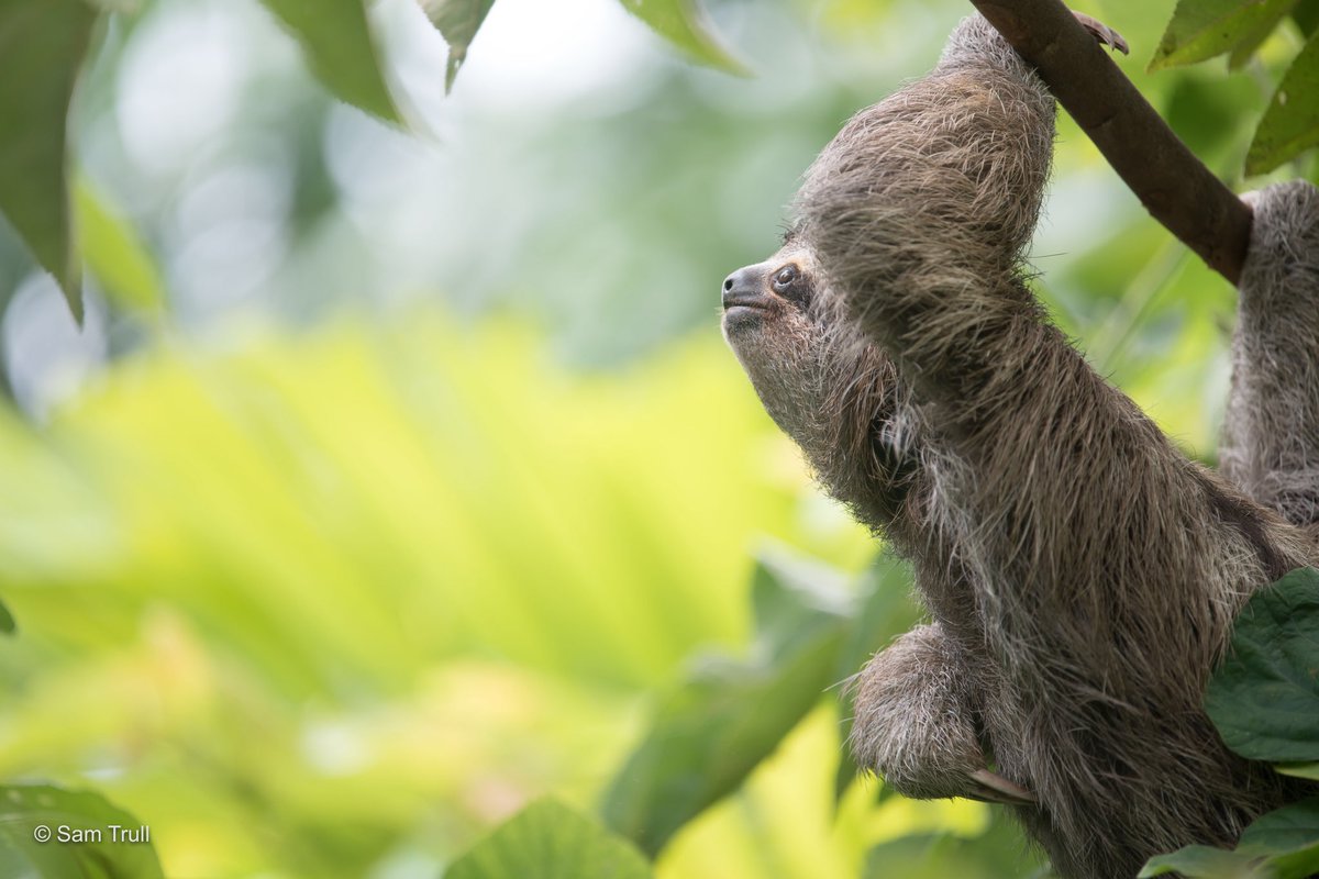 Sam Trull tweet media