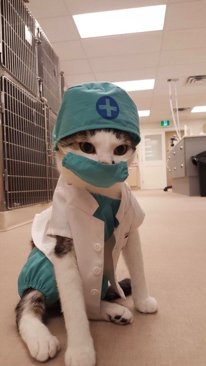 GayVampireAdam's tweet photo. “So, this is a cat dressed as me in my Dr. Faust masquerade. …Kay.”
#halloweencostume #doctorfaust #olla #Cats https://t.co/9BpVvSdAgW