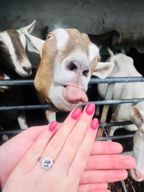 Extra special milking experience at the dairy on Sunday, Luke proposed to India 😍very happy for you both , congratulations!