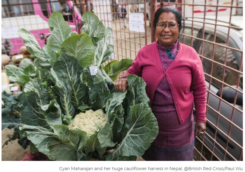 DPeppiattBRC's tweet photo. This @BritishRedCross blog gives a great example of the impact of cash on livelihoods and the difference cash grants made for people affected by the earthquake in Nepal: https://t.co/wQmZIq8ajI #InternationalDayfortheEradicationofPoverty https://t.co/qRKSSwcB8V