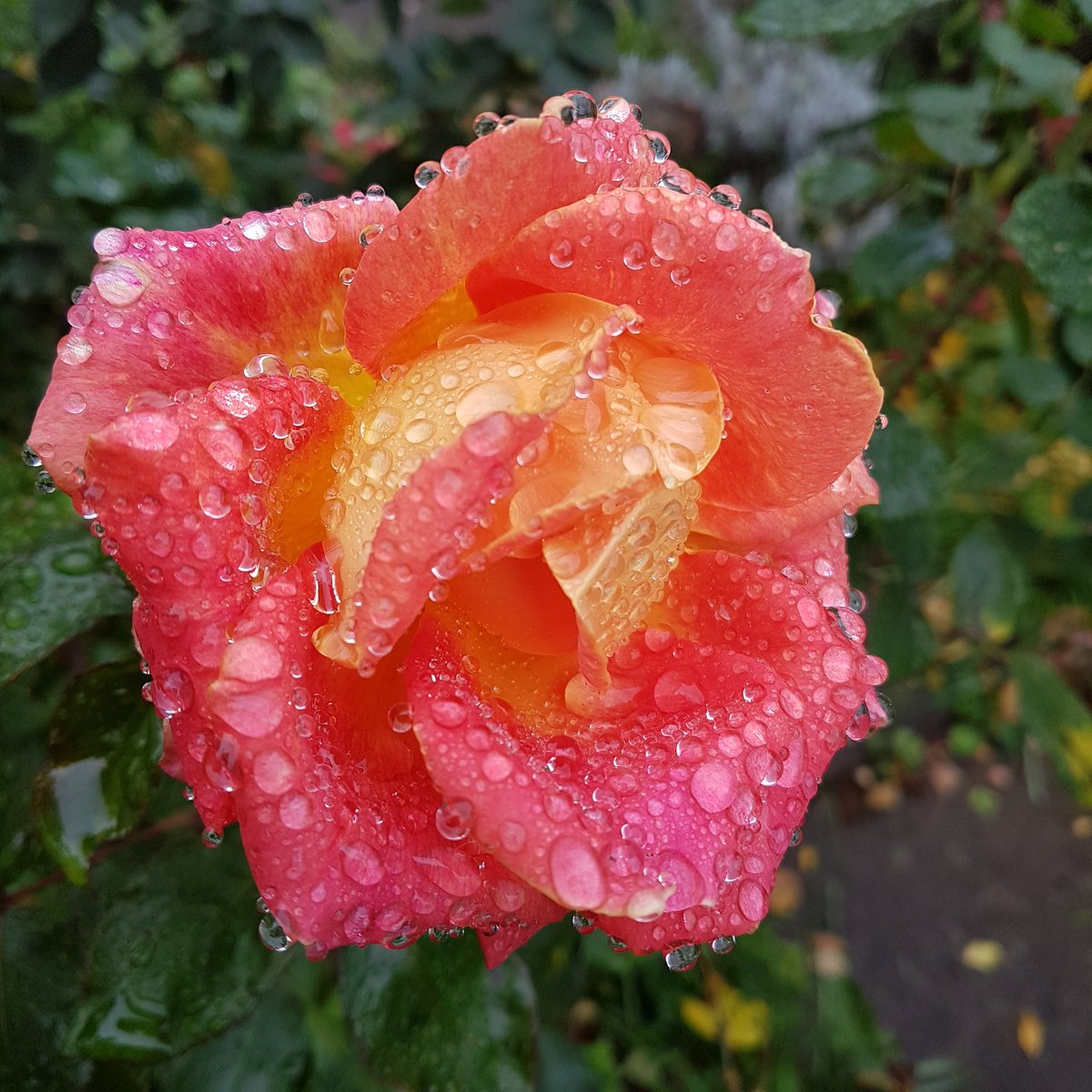 AndreeaHelen20's tweet photo. A day of hard work : #selftapes #producerswork #cupcakes and this beautiful flowers. https://t.co/uhuJ3sc1om