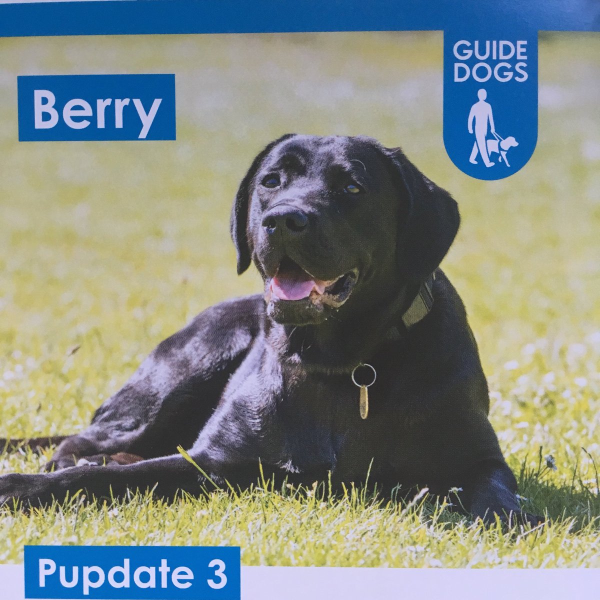 DMUEnglish's tweet photo. It’s a good mail day when we receive a pupdate about Berry, the #guidedog in training sponsored on behalf of #DMUEnglish - she’s so big now! https://t.co/EZKxWzZKNO