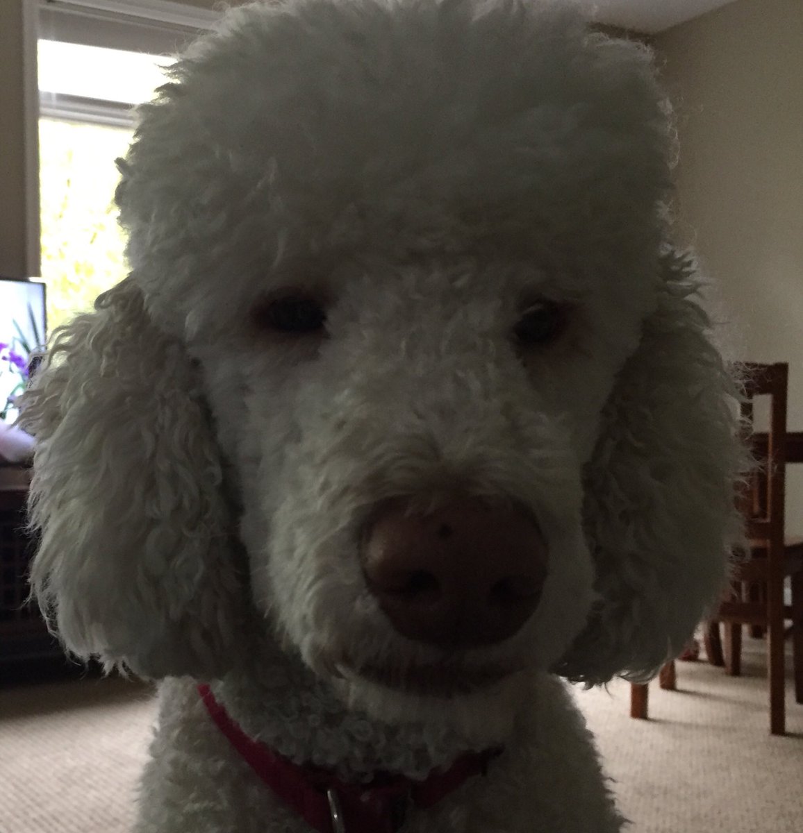bjgrommesh's tweet photo. Our little fluff ball is going to ⁦@FusionPetMN⁩ today- as Rob and Claire join us in Chicago. https://t.co/UFre9uDkye