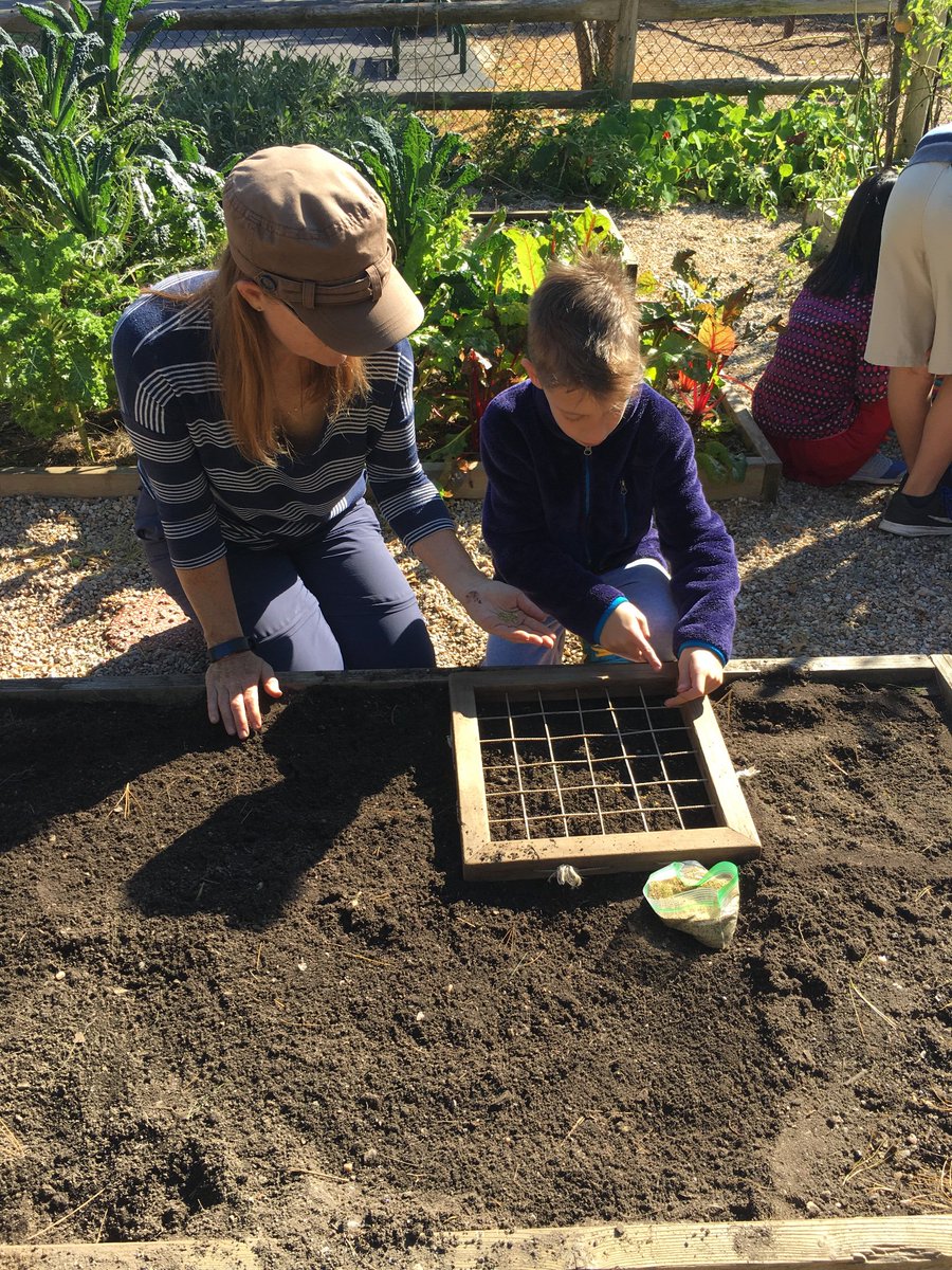 EDMrsHuang's tweet photo. A beautiful fall morning in the garden! Observed the growth of our vegetables, harvested carrots, planted Mammoth Red Clover seeds, and learned about the importance of water and the water cycle. #edgewoodproud https://t.co/5HnCv7Cl5T