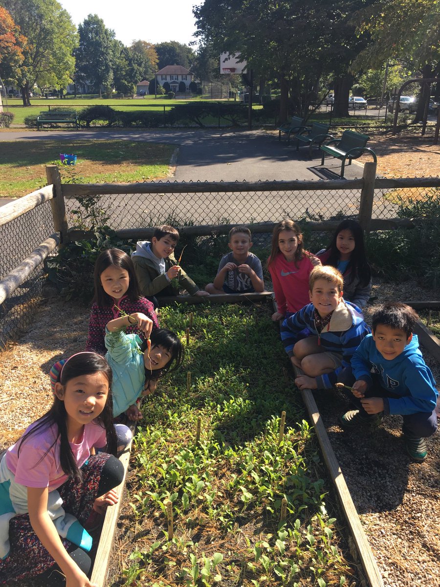 EDMrsHuang's tweet photo. A beautiful fall morning in the garden! Observed the growth of our vegetables, harvested carrots, planted Mammoth Red Clover seeds, and learned about the importance of water and the water cycle. #edgewoodproud https://t.co/5HnCv7Cl5T