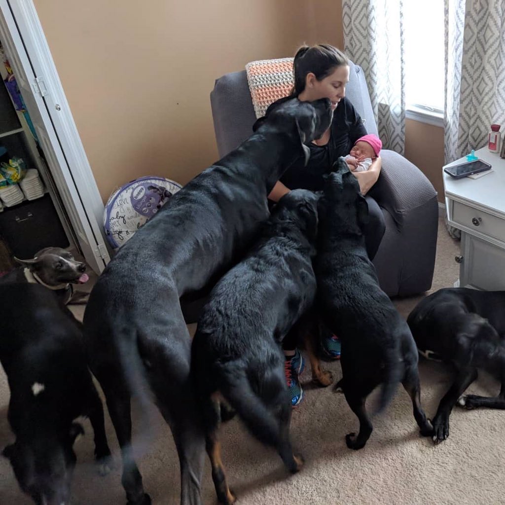 TNProverbs1210's tweet photo. Our newest Proverbs family member has her fur siblings wrapped around her finger. They come to see about her every time she cries. #adoptforlife #dogsmakegreatbestfriends #agirlandherdogs https://t.co/w3zqAScYYV