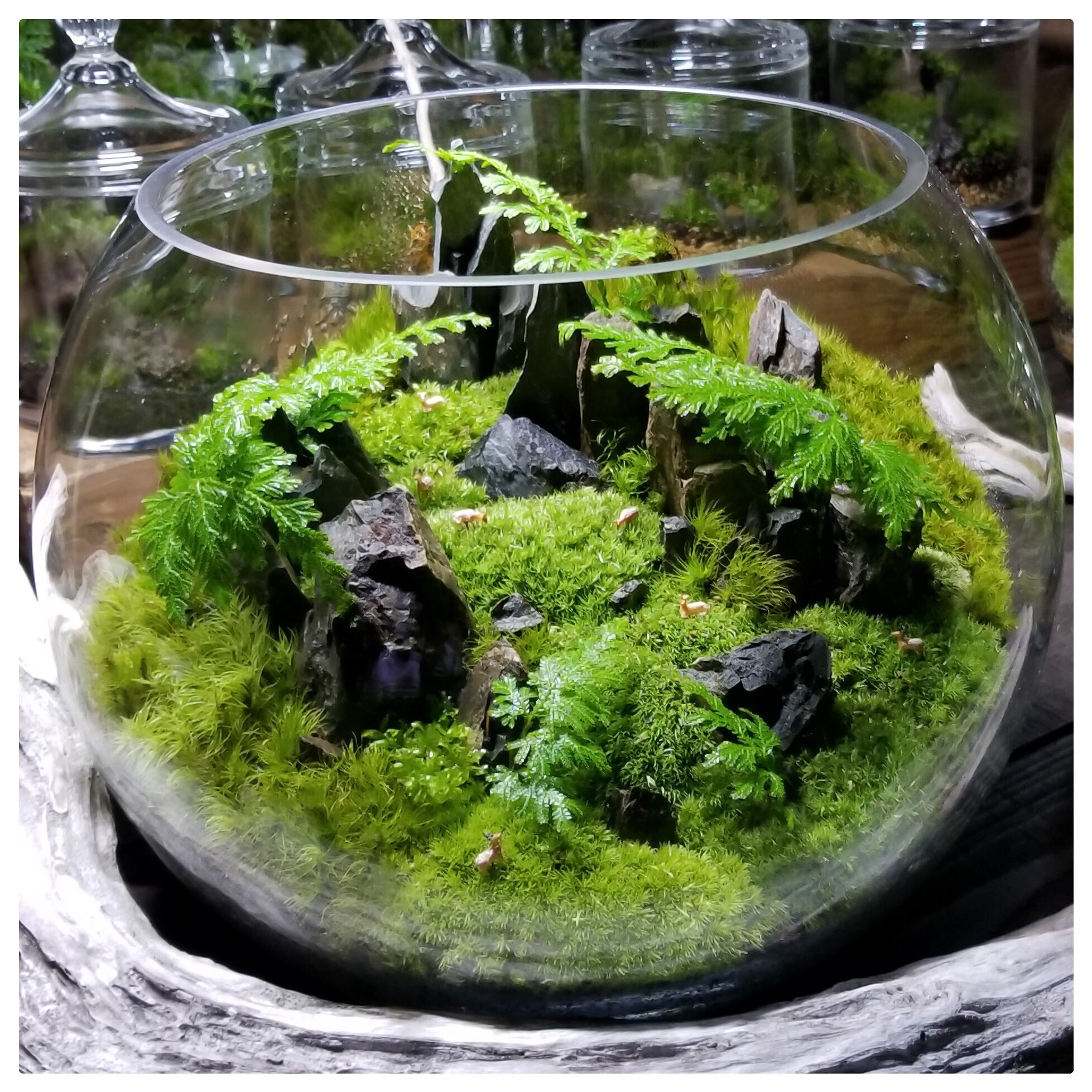 Feel The Garden 名古屋グローバルゲートにあるgarage名古屋店にて11月16日 金 25日 日 まで体験型 植物イベント 名古屋ボタニカルラウンジ Nabolo を開催致します 11月17日 土 には 愛知県拠点のクリエイターmossmileによる苔テラリウムワークショップ
