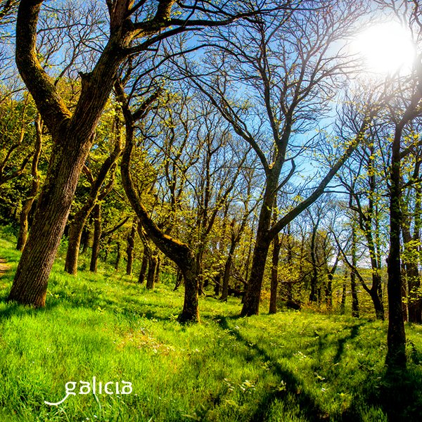La Fraga de Catasós, a las afueras de Lalín, es un enclave natural que esconde castaños y robles centenarios. Toma un desvío en la Vía de la Plata y recorre un sencillo itinerario a través de este Monumento Natural.
#CaminoSantiago #CaminoXacobeo #ViaDeLaPlata #Lalín