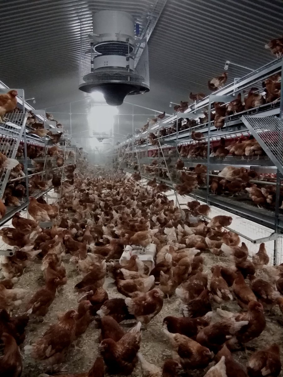 SamA_Chicks's tweet photo. An awesome Bolegg Terrace near Aberdeen with some stunning Lohmann birds just placed.
#VencomaticUK
#freerange https://t.co/BINCMQq4kl