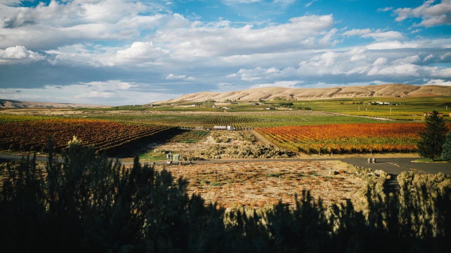 WSUTriCities's tweet photo. .@CNN talks how #TriCities is the new #WestCoast #wine country
Tri-Cities is home to Ste Michelle Wine Estates #WSU #WineScienceCenter, 1 of few #stateoftheart, all-encompassing #winescience facilities in nation
https://t.co/g1JRukJr7M
@WSUWineScience: https://t.co/TaR3MAwcD1 https://t.co/igFNlsLsDz