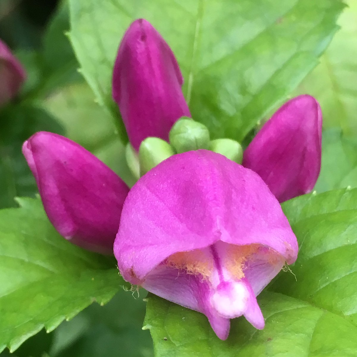 botanyscholar's tweet image. Chelone 💐 #turtlehead #hotlips #chelone #whatsblooming #botanyscholar #plantaginaceae #newjersey #morriscountynj #flowers