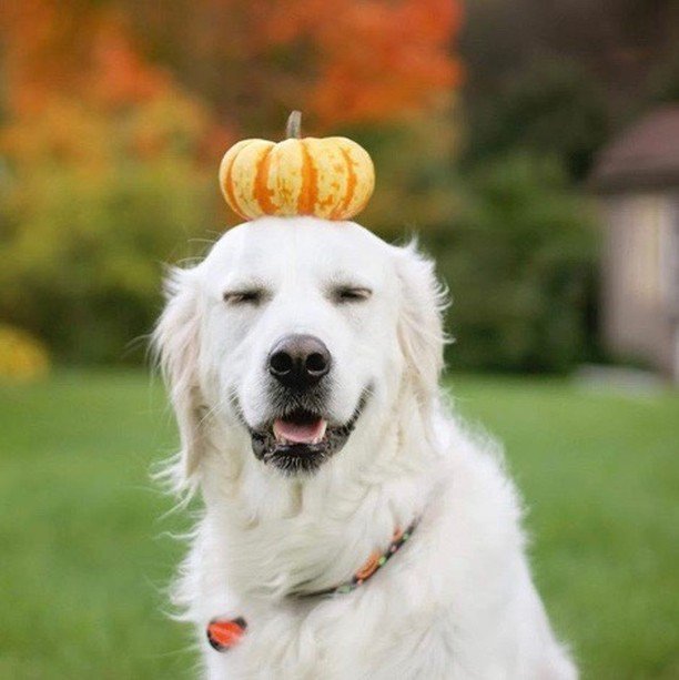 Quando ti senti che l'autunno sta arrivando 🍁
.
.
Credit: <a href="/maplefloral/">MA</a>
.
.
.
#goldenretriever #golden #happydog #cane #autunno #smile #love #sorriso #animals #pets ift.tt/2CnsVsM