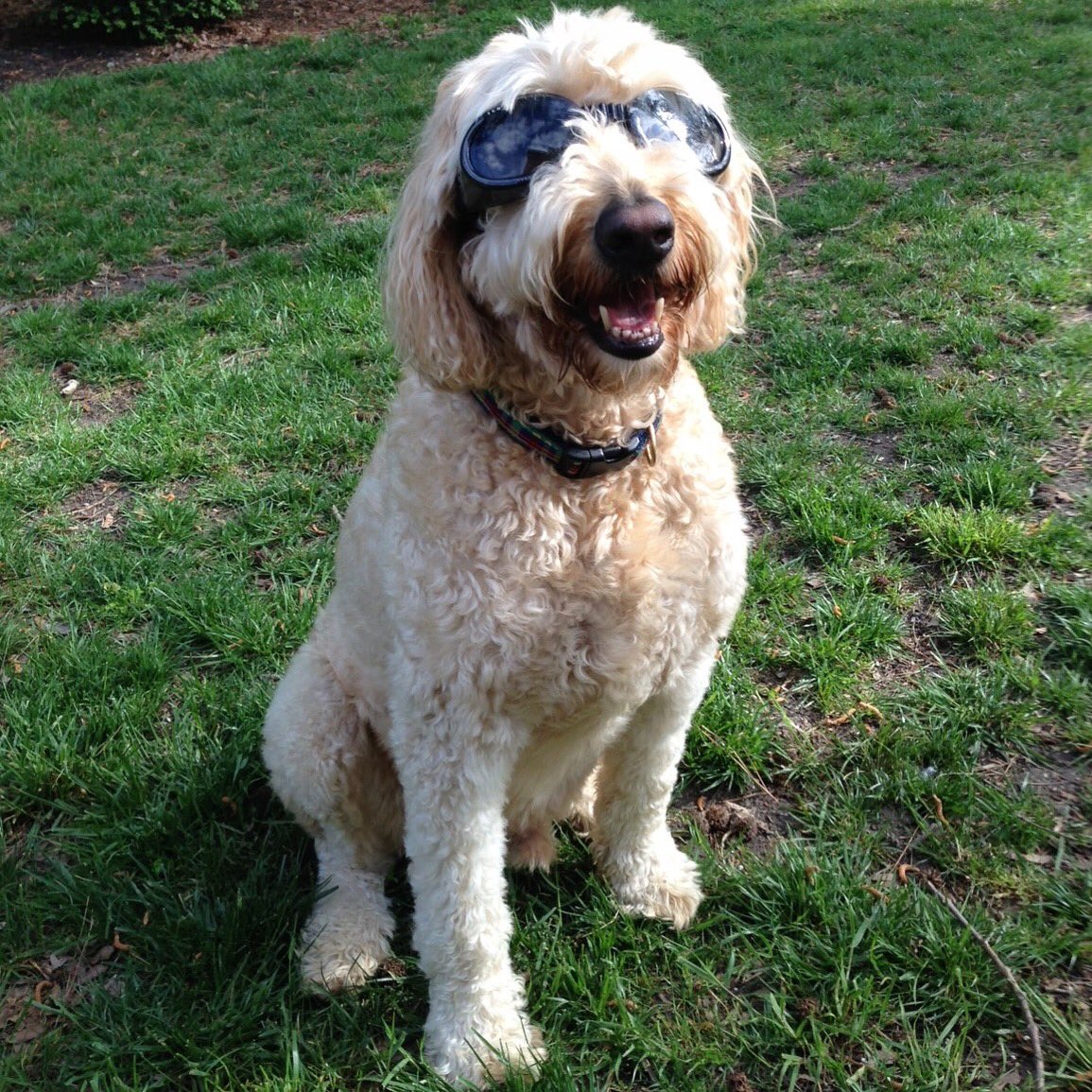 DogsOnCall's tweet photo. Jack is always puprepared for any task he’s given. Whether it’s flying a puplane, safely overseeing experiments or spending time at @VCUHealth as a sharply dressed therapy dog, this birthday boy has it covered!
#JovialJack #Goggledoodle #TherapyDog #VCU #Goggles #DogsInGoggles https://t.co/bQvSzOssVA